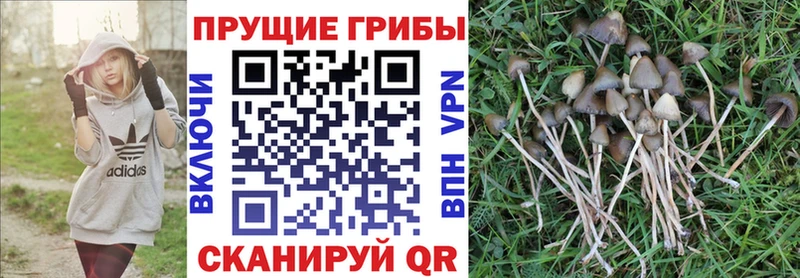 Псилоцибиновые грибы Magic Shrooms Вязники